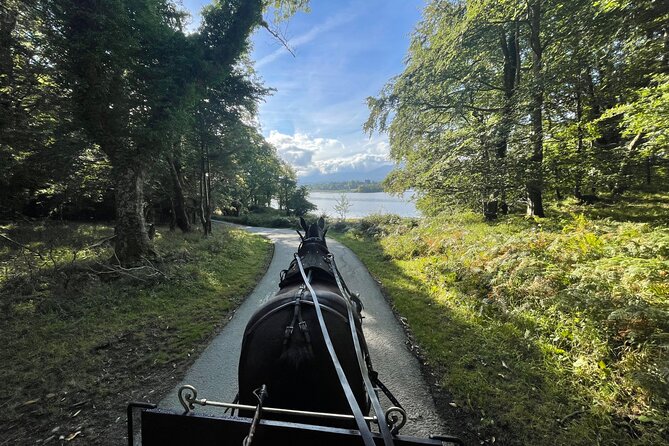 1 Hour Guided Carriage Tour in Killarney National Park - Key points to know before you book