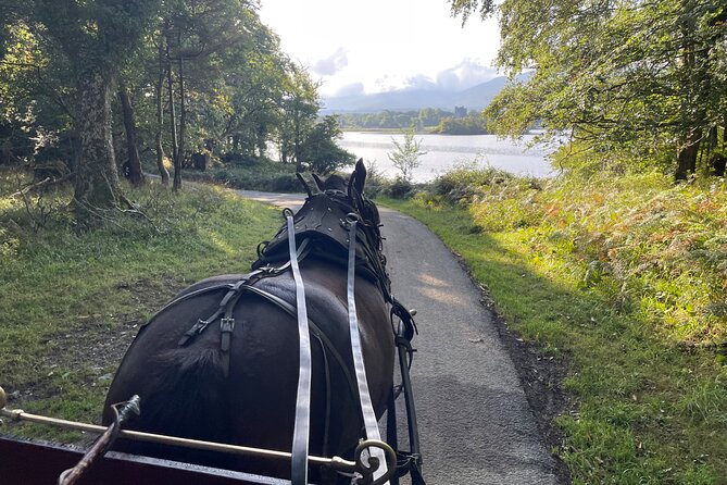 1 Hour Guided Carriage Tour in Killarney National Park - Ross Castle gives the ride a clear high point