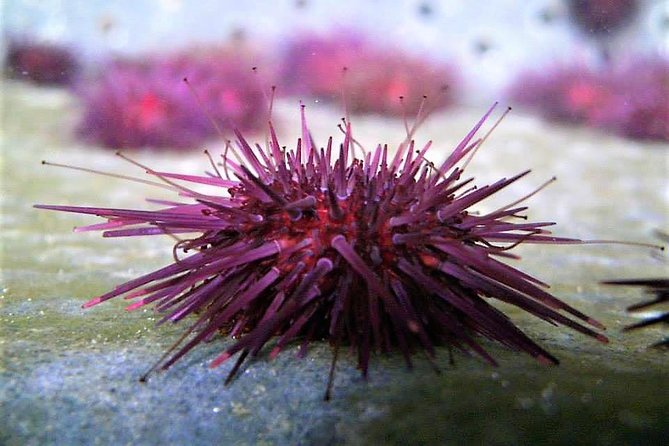 Abalone farm tour and tasting with coastal seaweed walk. Guided. 2 hours - A coastal food tour with a real sense of place