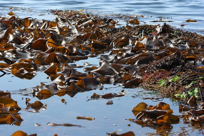 Abalone farm tour and tasting with coastal seaweed walk. Guided. 2 hours - What you actually taste at the end
