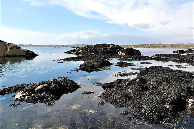 Abalone farm tour and tasting with coastal seaweed walk. Guided. 2 hours - Planning your two hours in Ballintleva