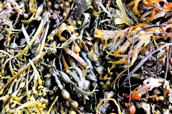Abalone farm tour and tasting with coastal seaweed walk. Guided. 2 hours - Who will get the most from this experience?