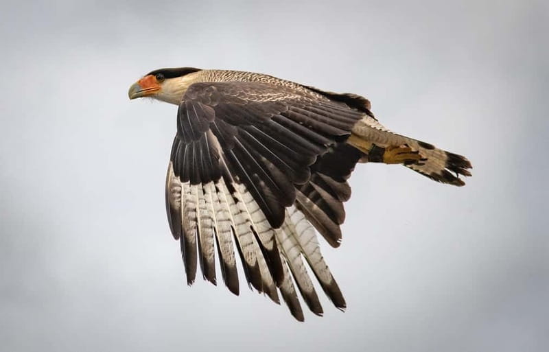 Ballyvaughan: Aillwee Burren Experience Entry Ticket - Watching raptors at the Birds of Prey Centre