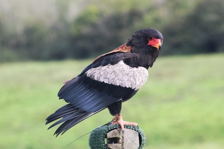 Ballyvaughan: Aillwee Burren Experience Entry Ticket - A practical plan for your visit