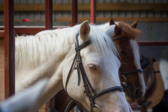 Beach & countryside horse riding outside Westport. Guided. 1 hour - From Carrowholly Stables toward the bay