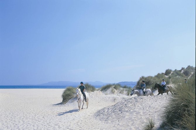 Beach & countryside horse riding outside Westport. Guided. 1 hour - The horses and the care behind the ride