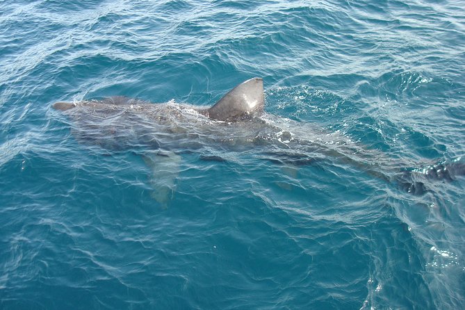 Blasket Island Eco Tour. - Wildlife watching without guarantees