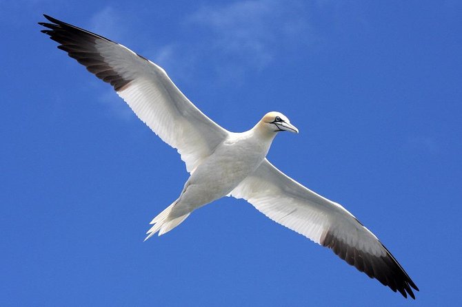 Blasket Island Eco Tour. - Is $90.11 a fair price?