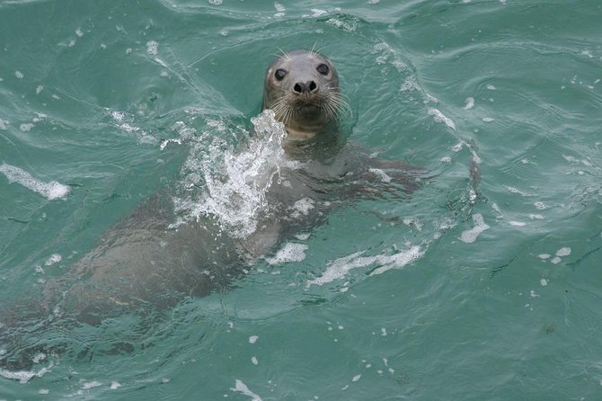 Blasket Island Eco Tour. - Great Blasket Island from the water