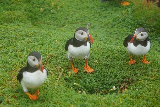 Blasket Island Sea Life Rib Tour, - Cliffs, caves, and the Blasket Islands from sea level
