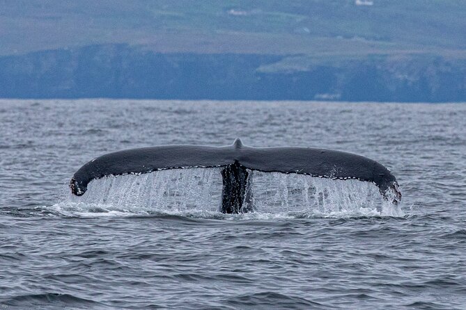 Blasket Island Sea Life Rib Tour, - Who should book this RIB tour?