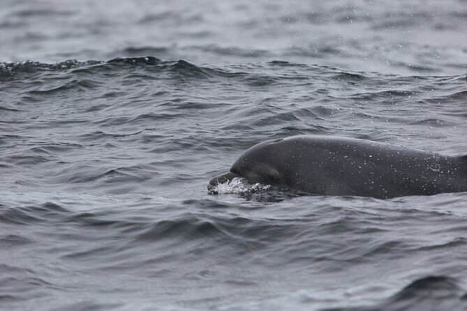 Blasket Island Sea Life Rib Tour, - Practical booking and cancellation advice