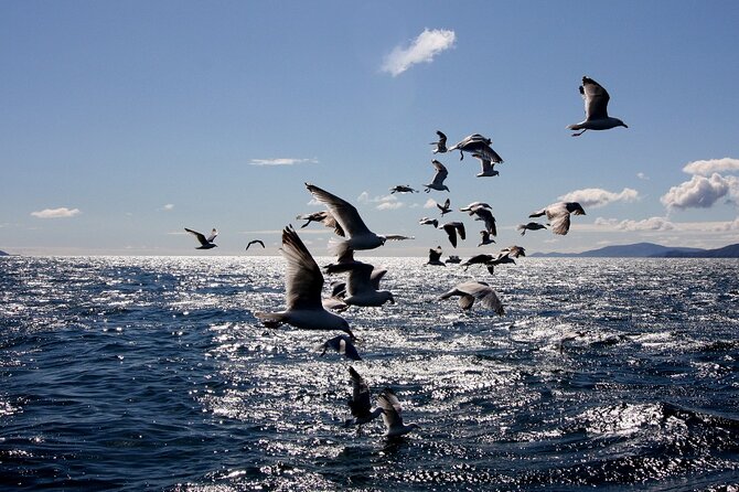 Boat Tour of Dingle Peninsula - How the one-hour timing affects the value