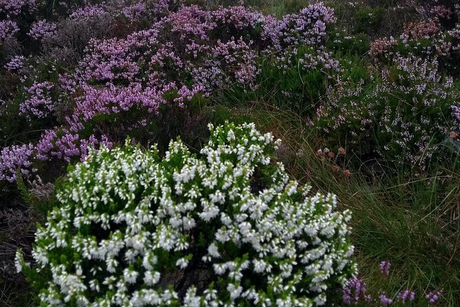 Bog Safari Hike - Starting at Ballyannon and finding the trail