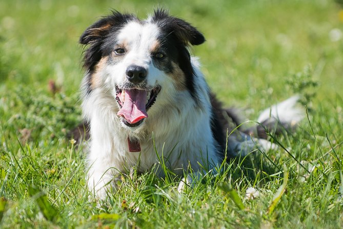 Caherconnell Fort & Sheepdog Demonstrations - Key points to know before you go