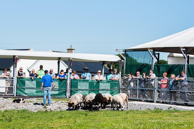 Caherconnell Fort & Sheepdog Demonstrations - A useful stop near Poulnabrone dolmen
