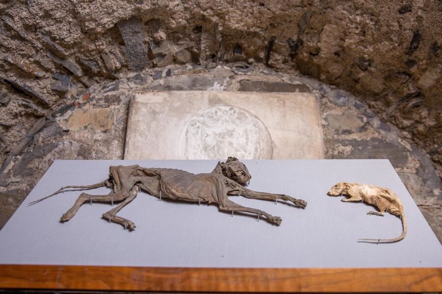 Christ Church Cathedral Entrance Ticket & Self-Guided Tour - Who will enjoy this cathedral visit
