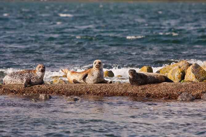 Clew Bay Cruise, Westport ( 90 minutes ) - Maharishi Island and stories of retreat