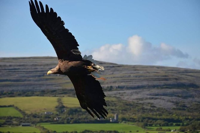 Cliffs of Moher & Burren Day Tour with a 2 hour stop at Cliffs - Coach comfort, group size, and guide quality