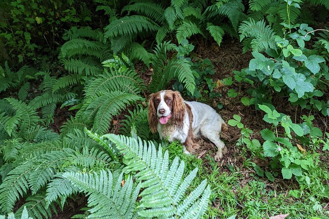 Coastal Foraging and Folklore Tour - How the 1-hour-45-minute outing fits your day
