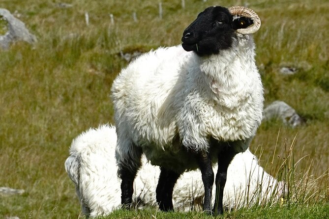 Connemara Day Trip Including Leenane Village and Kylemore Abbey from Galway - Is $60.46 good value?