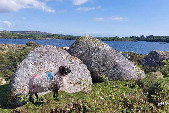 Connemara Sheep Farm experience & Kylemore Abbey by Lux Limousine - Driving through the Lough Inagh Valley