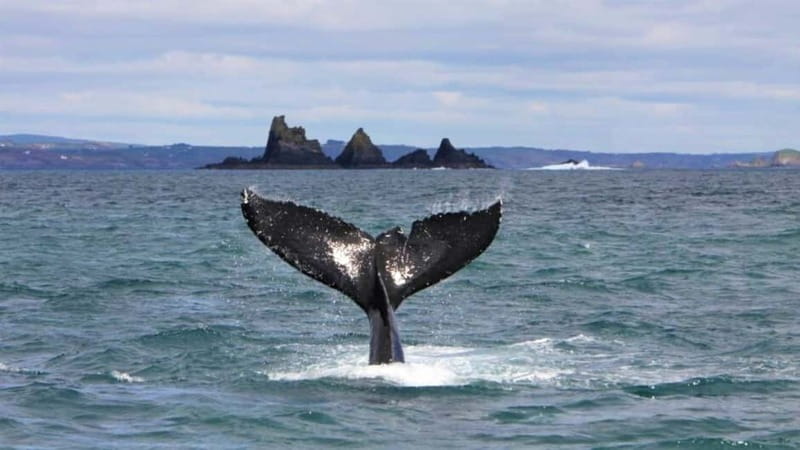 Cork: Fastnet Rock Lighthouse and Cape Clear Island Tour - Standing stones, towers, ruins, and a solemn memorial