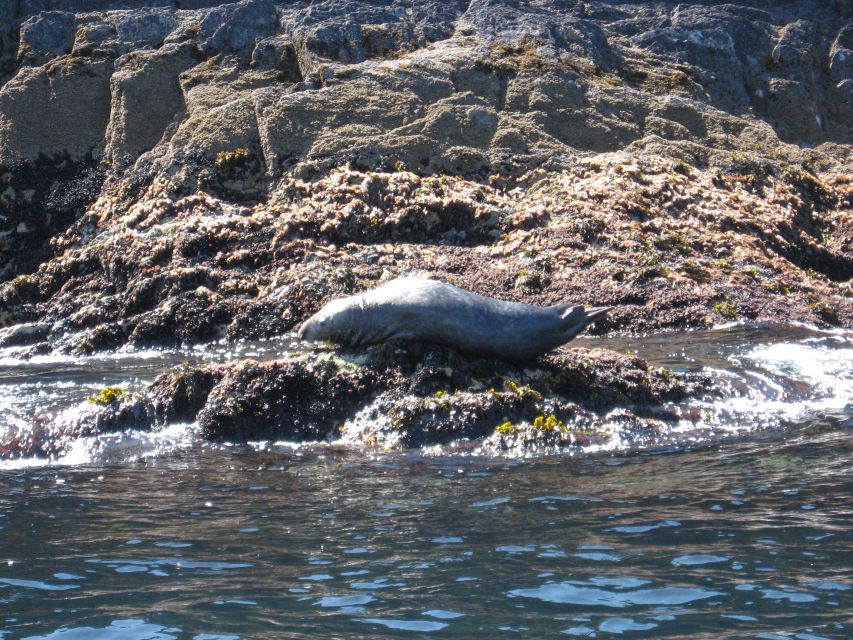 County Cork: Whale & Dolphin Watching Boat Trip - Who will enjoy this trip most?