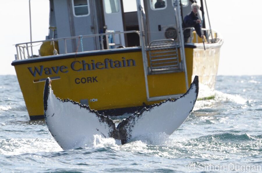 County Cork: Whale & Dolphin Watching Boat Trip - Leaving Baltimore on the yellow Wave Chieftain