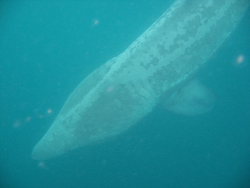 County Cork: Whale & Dolphin Watching Boat Trip - Why the wildlife sightings feel rewarding