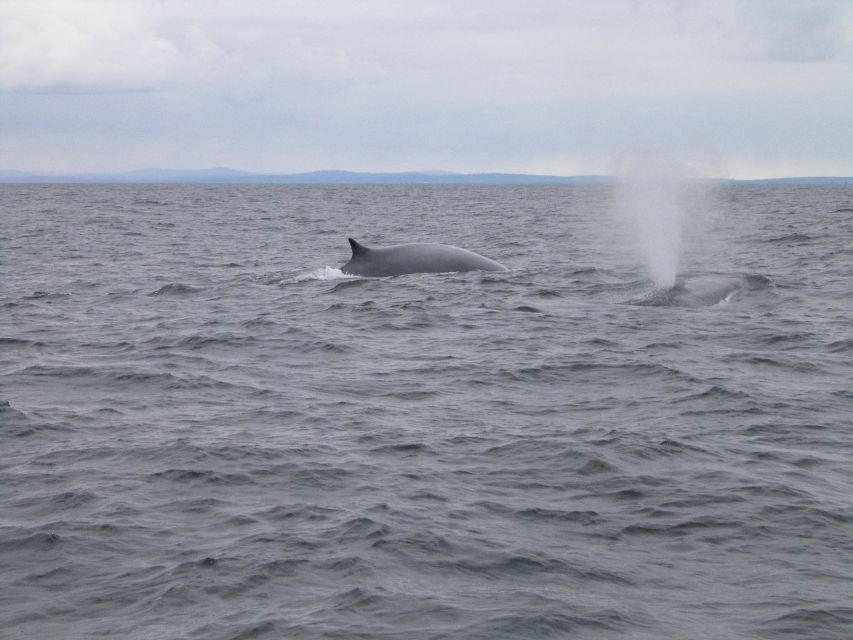 County Cork: Whale & Dolphin Watching Boat Trip - Staying comfortable for a long boat ride