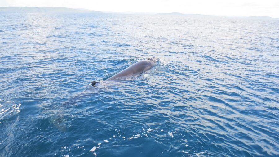 County Cork: Whale & Dolphin Watching Boat Trip - Timing, weather, and backup plans