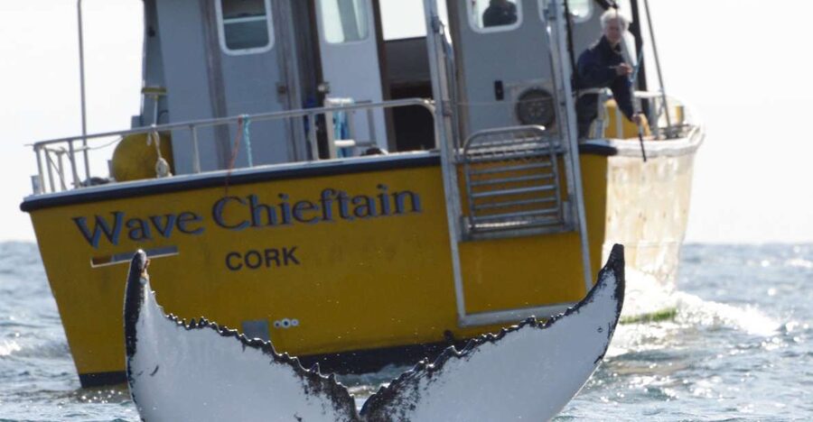 County Cork: Whale & Dolphin Watching Boat Trip - Three to four hours of searching the open sea