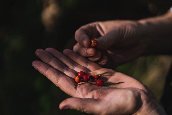 Courtown Woodland Guided Tour - Foraging for edible and medicinal plants