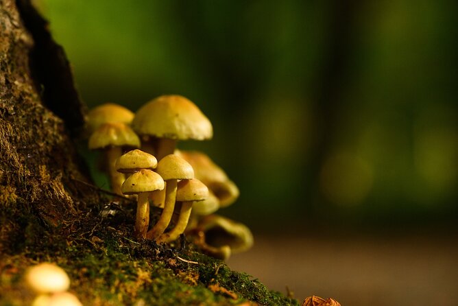 Courtown Woodland Guided Tour - What the $42.17 price gets you