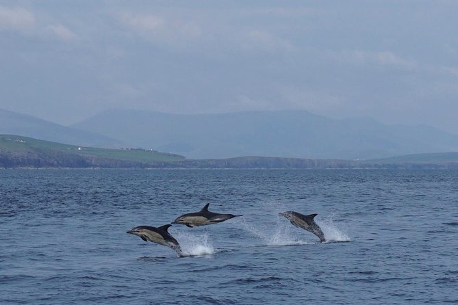 Dingle Boat Tours RIB Adventure Private - Why this RIB trip is different from a standard boat ride