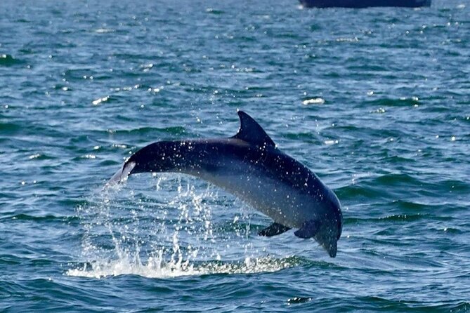 Dingle Boat Tours RIB Adventure Private - Wildlife watching: seals, dolphins, puffins, and whales