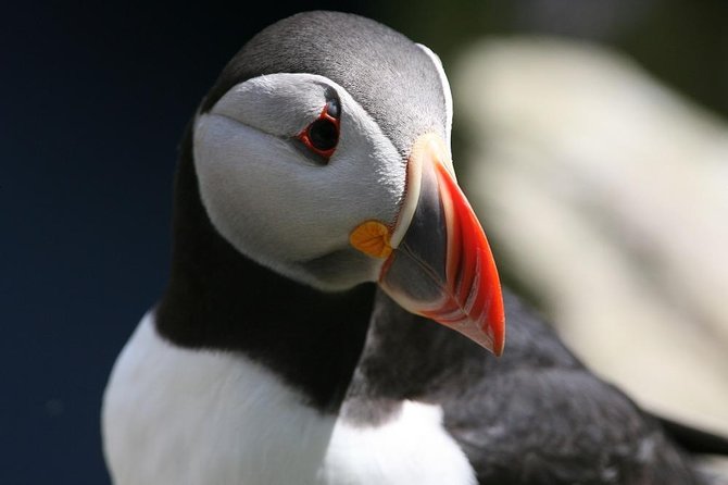 Dingle Boat Tours RIB Adventure Private - Sea caves, coves, and the character of Dingle’s cliffs