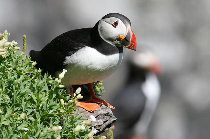 Dingle Boat Tours Wildlife RIB Adventure - What the 2.5-hour ride feels like