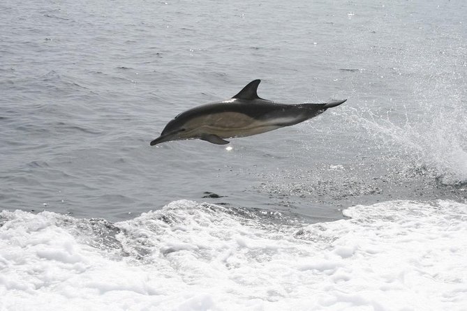 Dingle Boat Tours Wildlife RIB Adventure - Who should book this Dingle boat tour?