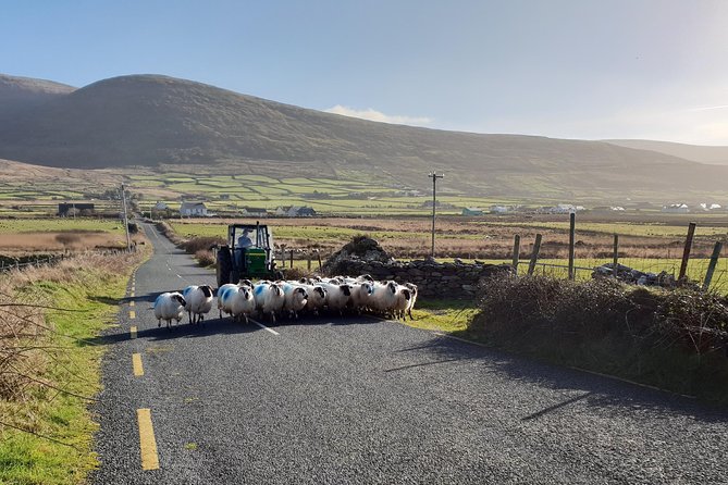 Dingle: Hour Slea Head Drive Tour 4hr - Personal Chauffeur Guide - Fahan’s beehive huts and a memorable farmyard moment