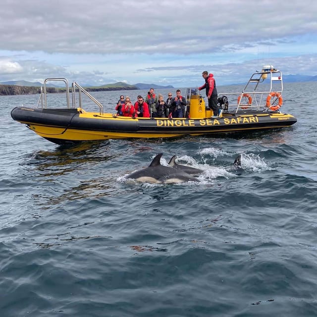 Dingle: Sea Safari by RIB Boat - Following the West Kerry coast