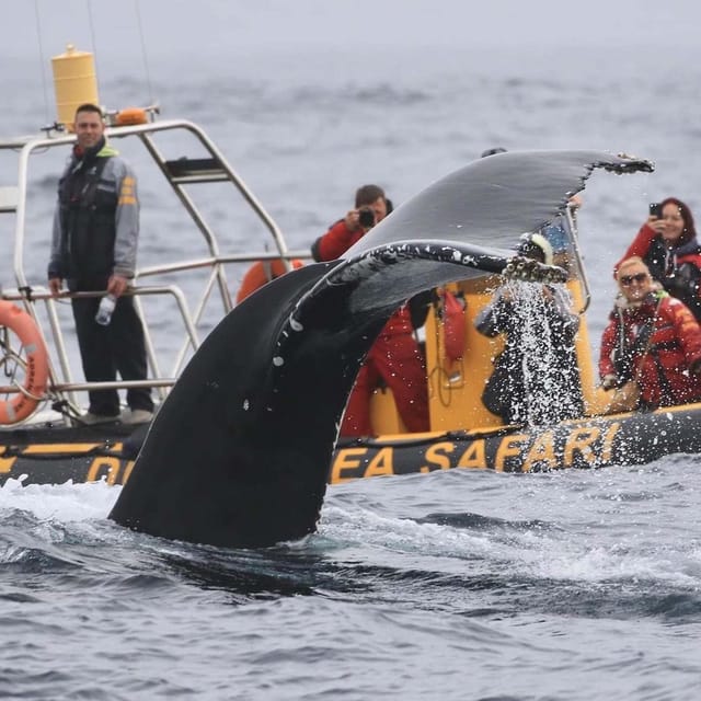 Dingle: Sea Safari by RIB Boat - Wildlife watching around Dingle Bay
