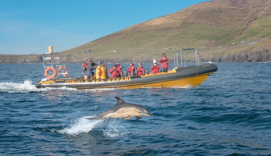 Dingle: Sea Safari by RIB Boat - Arriving at the Dingle Sea Safari office