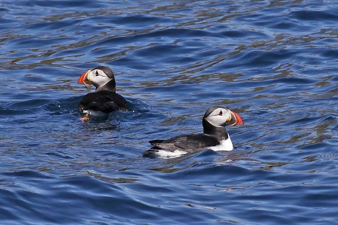 Dolphin and Whale Watching Tour from Dingle - Key points to know before you book