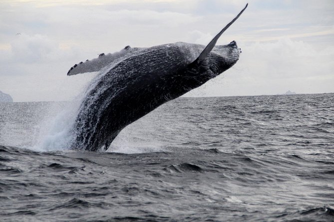 Dolphin and Whale Watching Tour from Dingle - Slea Head, Dunbeg Fort, and the Dingle Peninsula from the sea