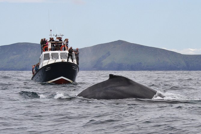 Dolphin and Whale Watching Tour from Dingle - Leaving Ventry Harbour on the Blasket Princess