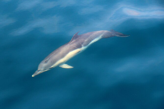 Dolphin & Whale Watching (4hrs) + Blasket Island Landing (3hrs) - Watching for dolphins and whales across Dingle Bay