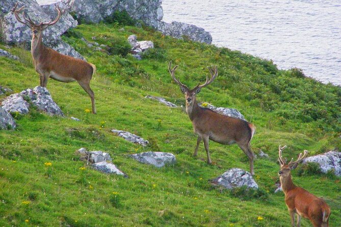 Dolphin & Whale Watching (4hrs) + Blasket Island Landing (3hrs) - Choosing between the loop walk, beach, and tea room