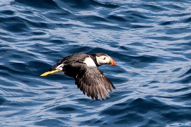 Dolphin & Whale Watching (4hrs) + Blasket Island Landing (3hrs) - How much value do you get for $155.43?